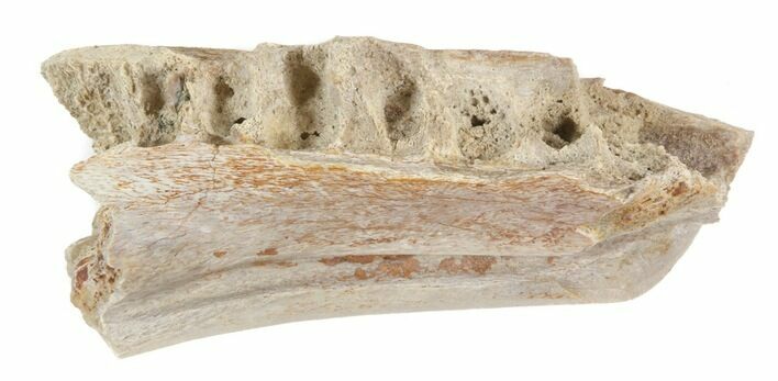 Thescelosaurus Jaw Section With Sockets - Montana #40764
